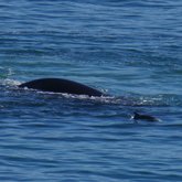 Dolphin playing with Whales
